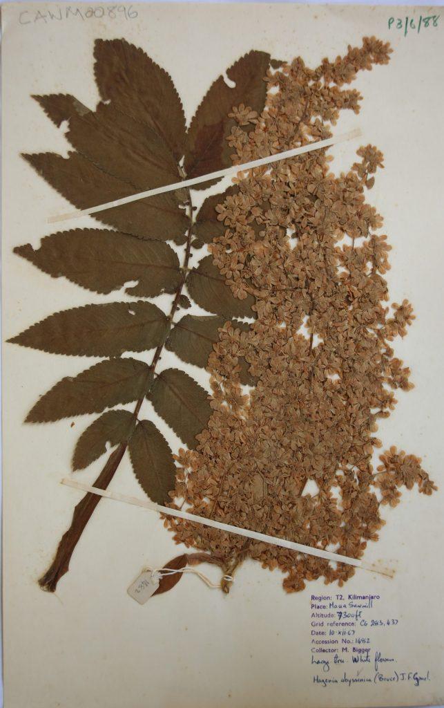 Rosaceae image